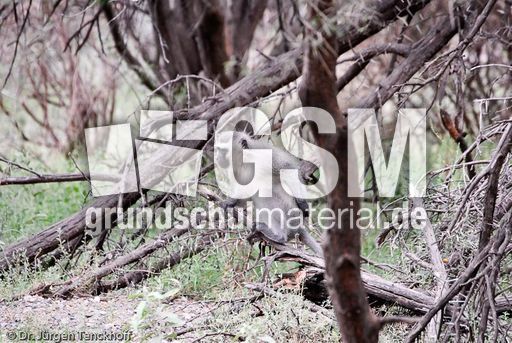 Grüne Meerkatzen (32 von 67).jpg